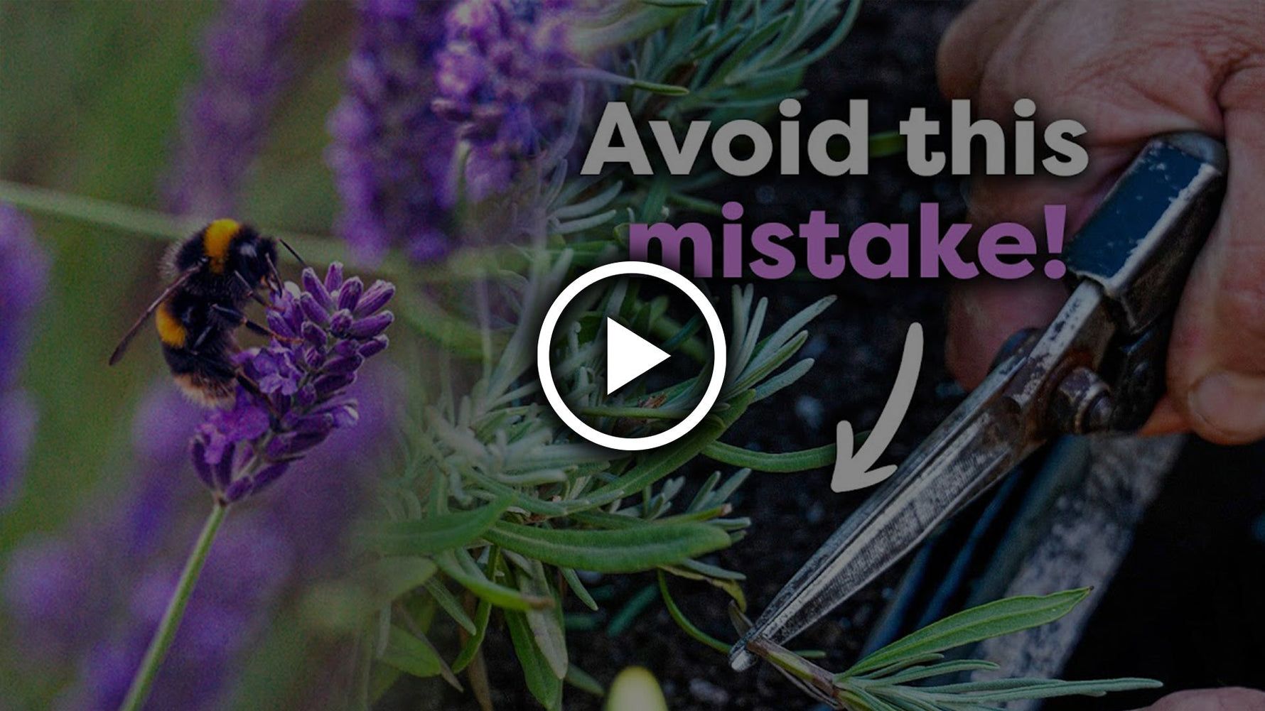 When & How to Prune Lavender (for More Blooms)