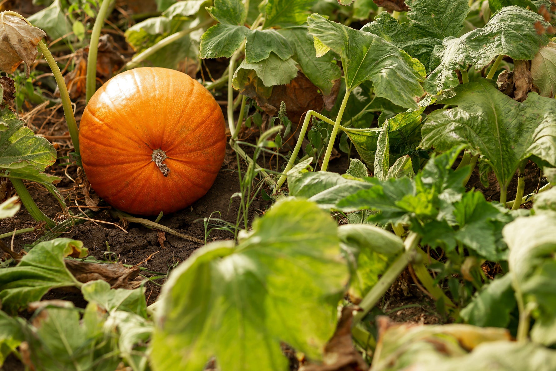 Pumpkin growing on the floor