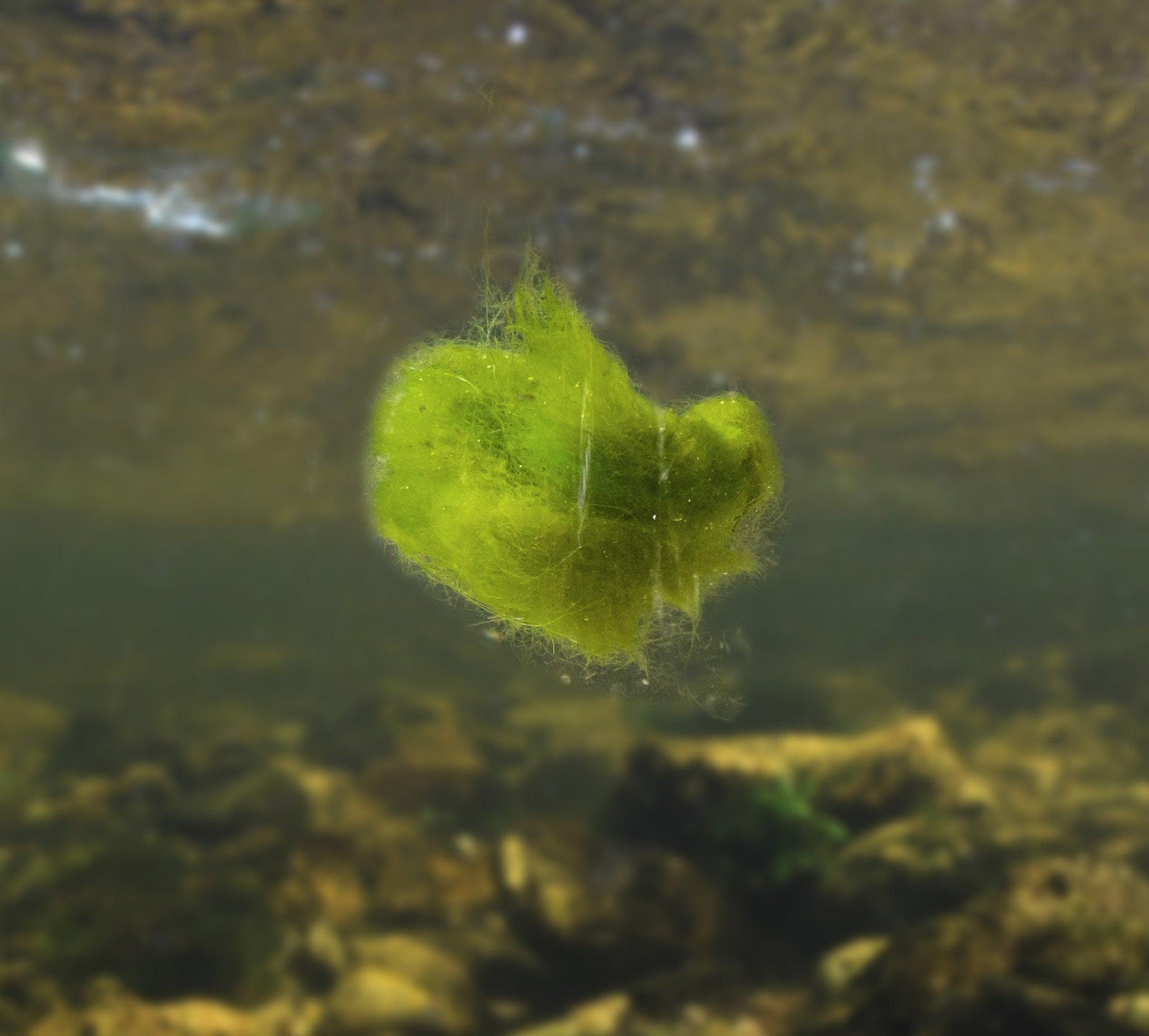 The Rise and Fall of Algae: Why Does Algae Float and Sink in Ponds at Different Times of the Day? - envii