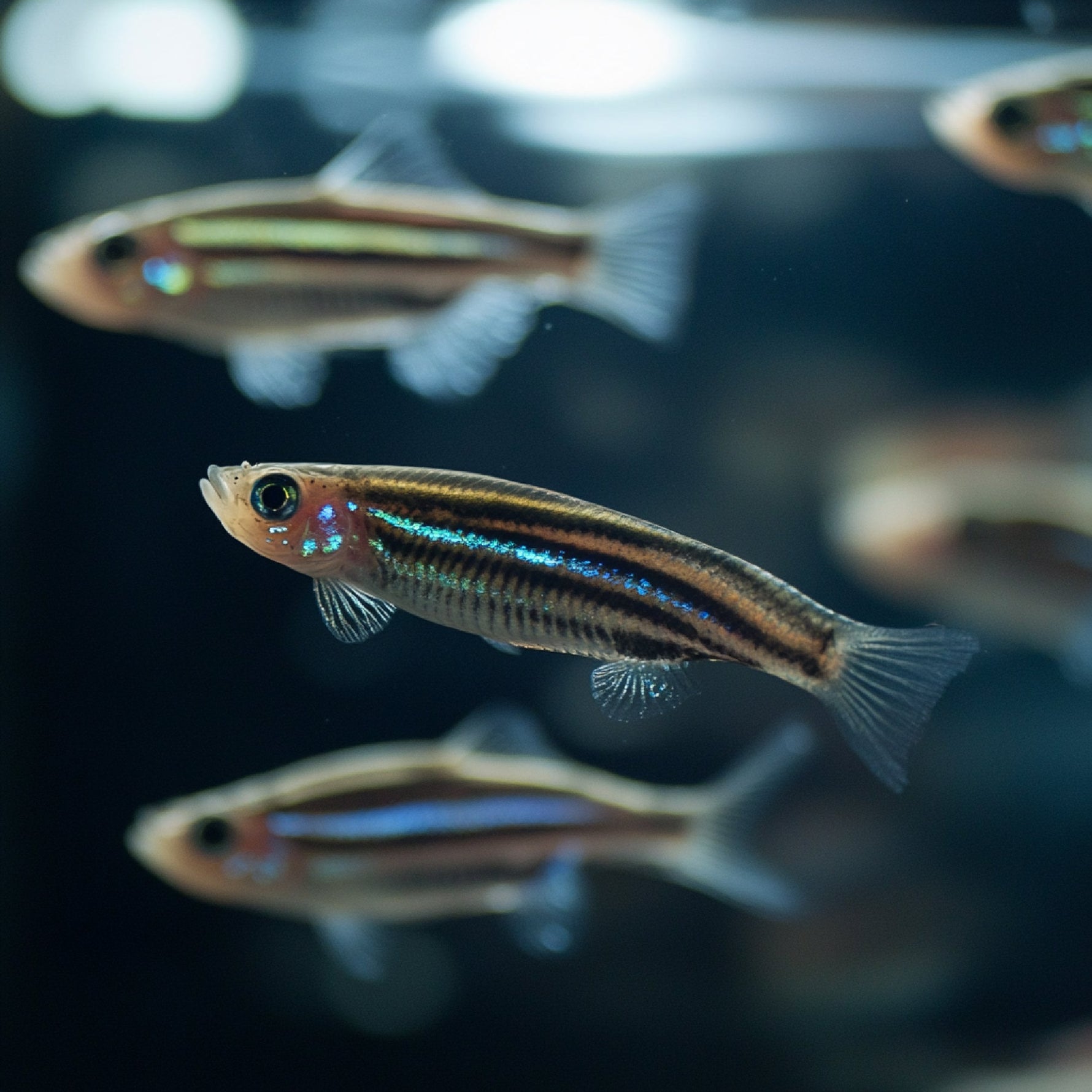 striped zebra fish