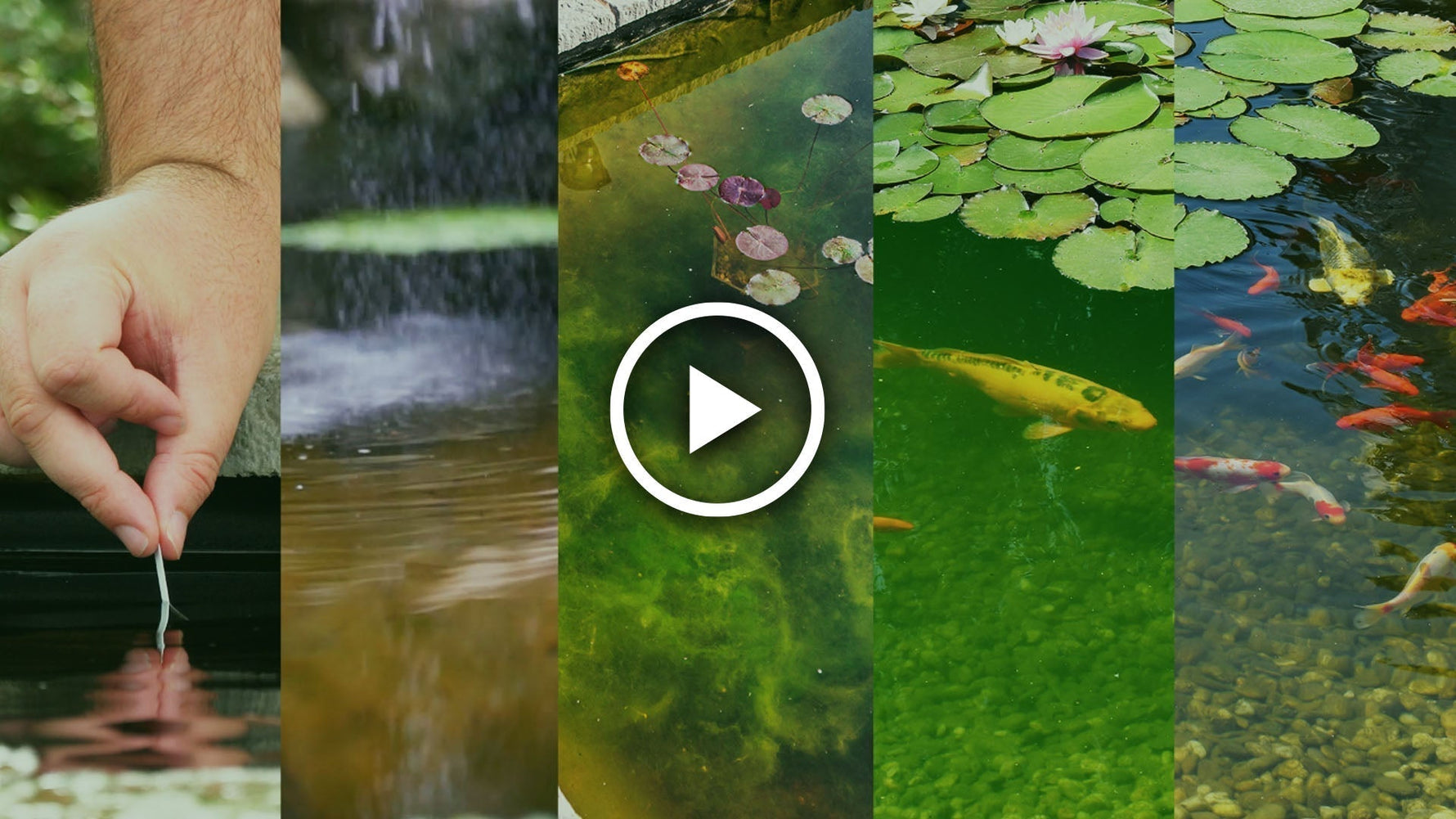 5 step routine for a healthy pond