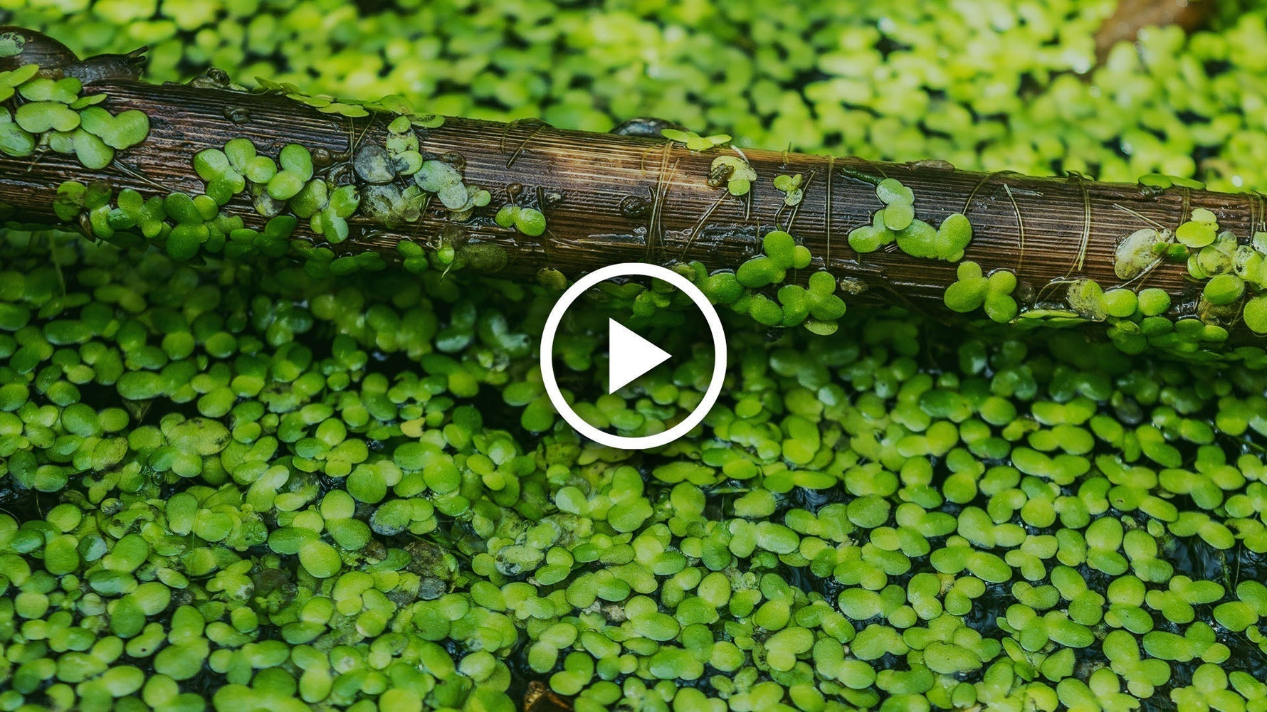 complete guide to duckweed