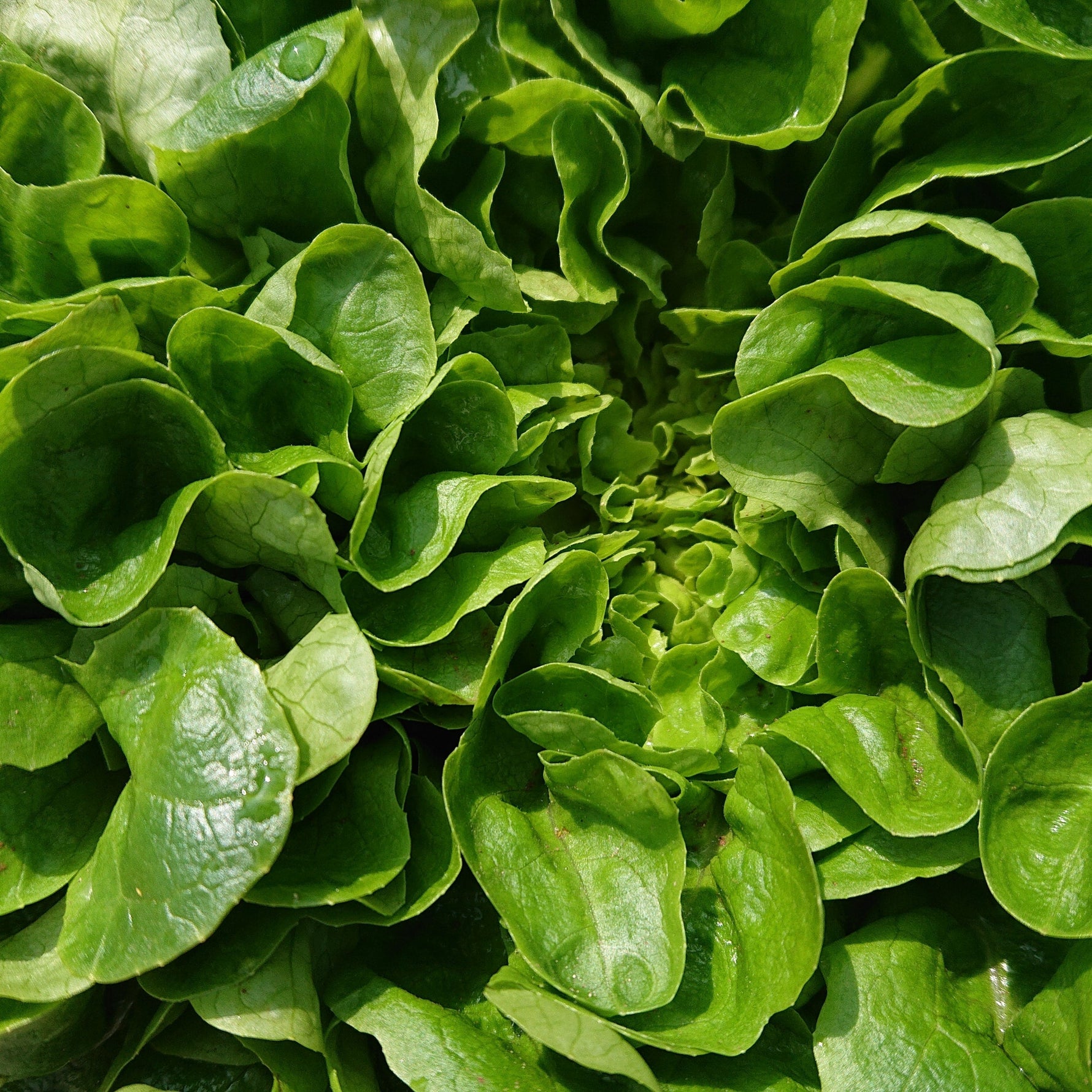 close up shot of lettuce leaves
