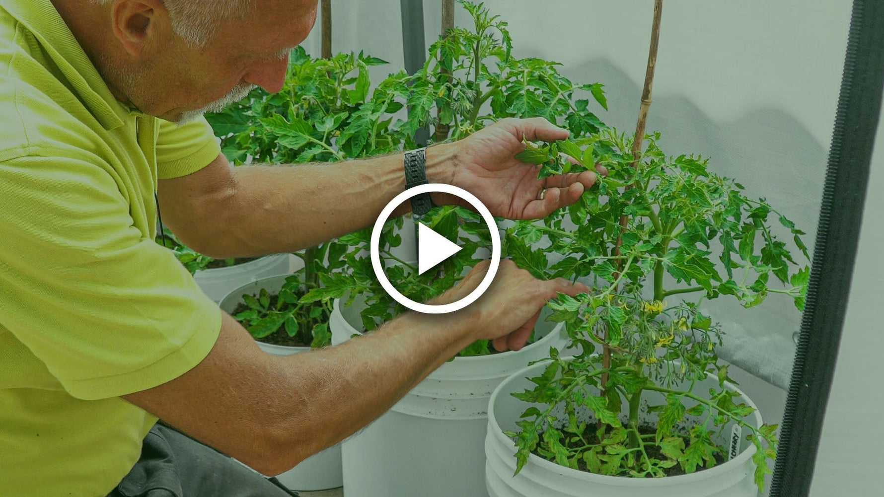 grow and care for tomatoes