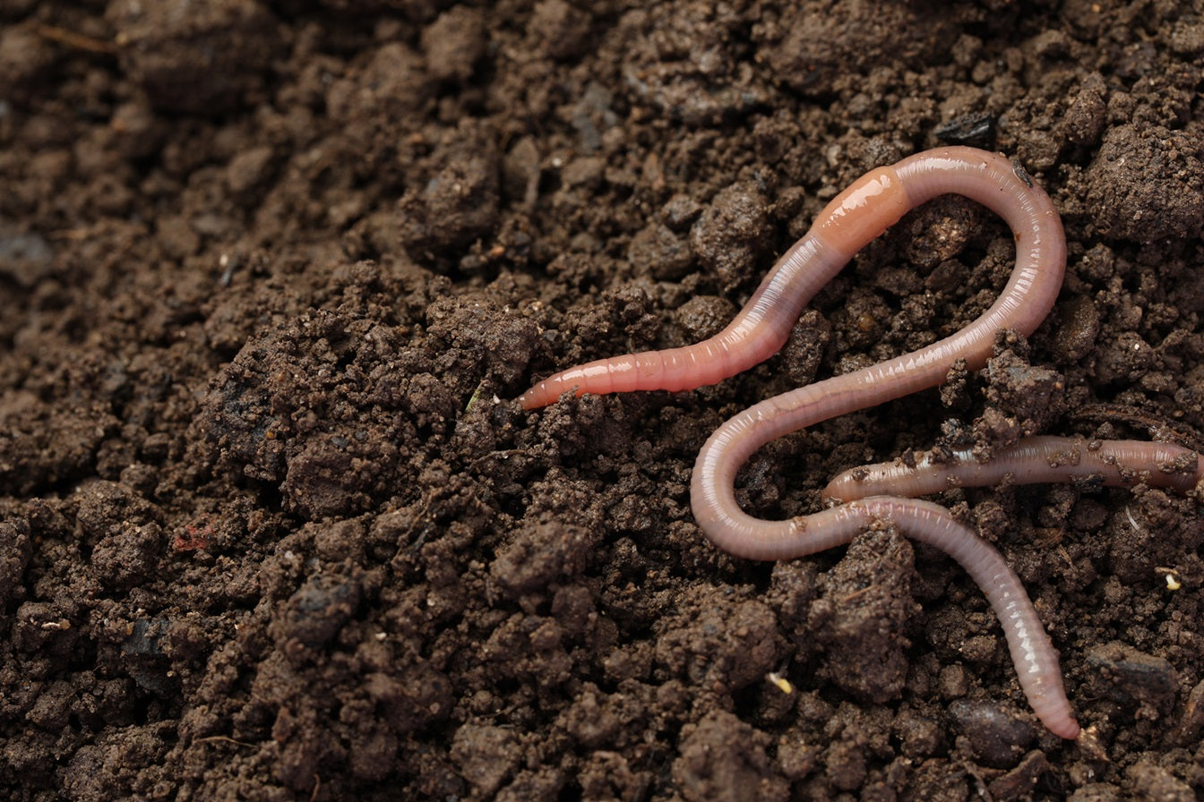 The Benefits of Earthworms in Gardens