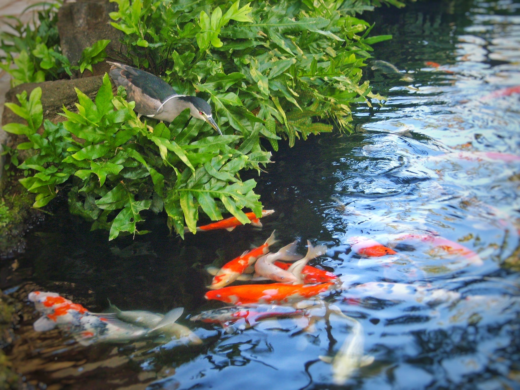 Koi fish swimming in pond