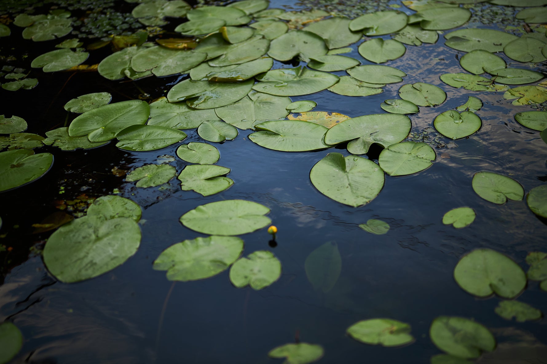 lily pads in a pond