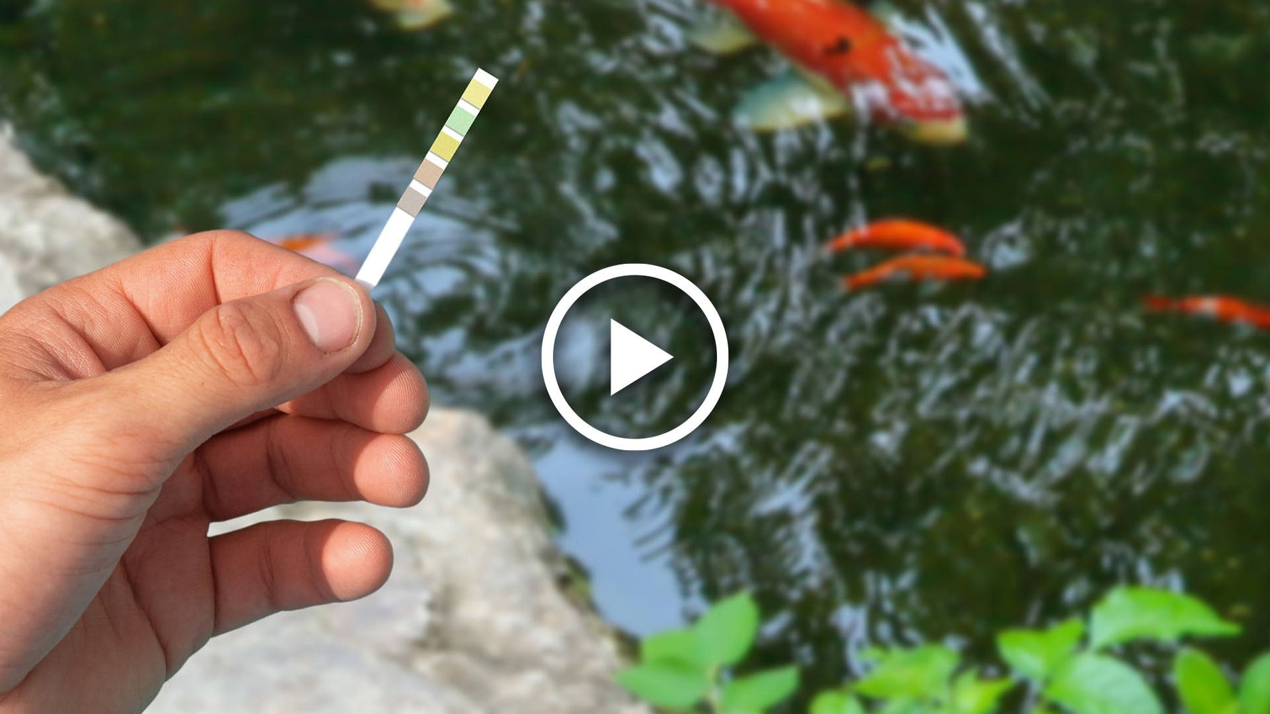 everything you need to know about pond parameters