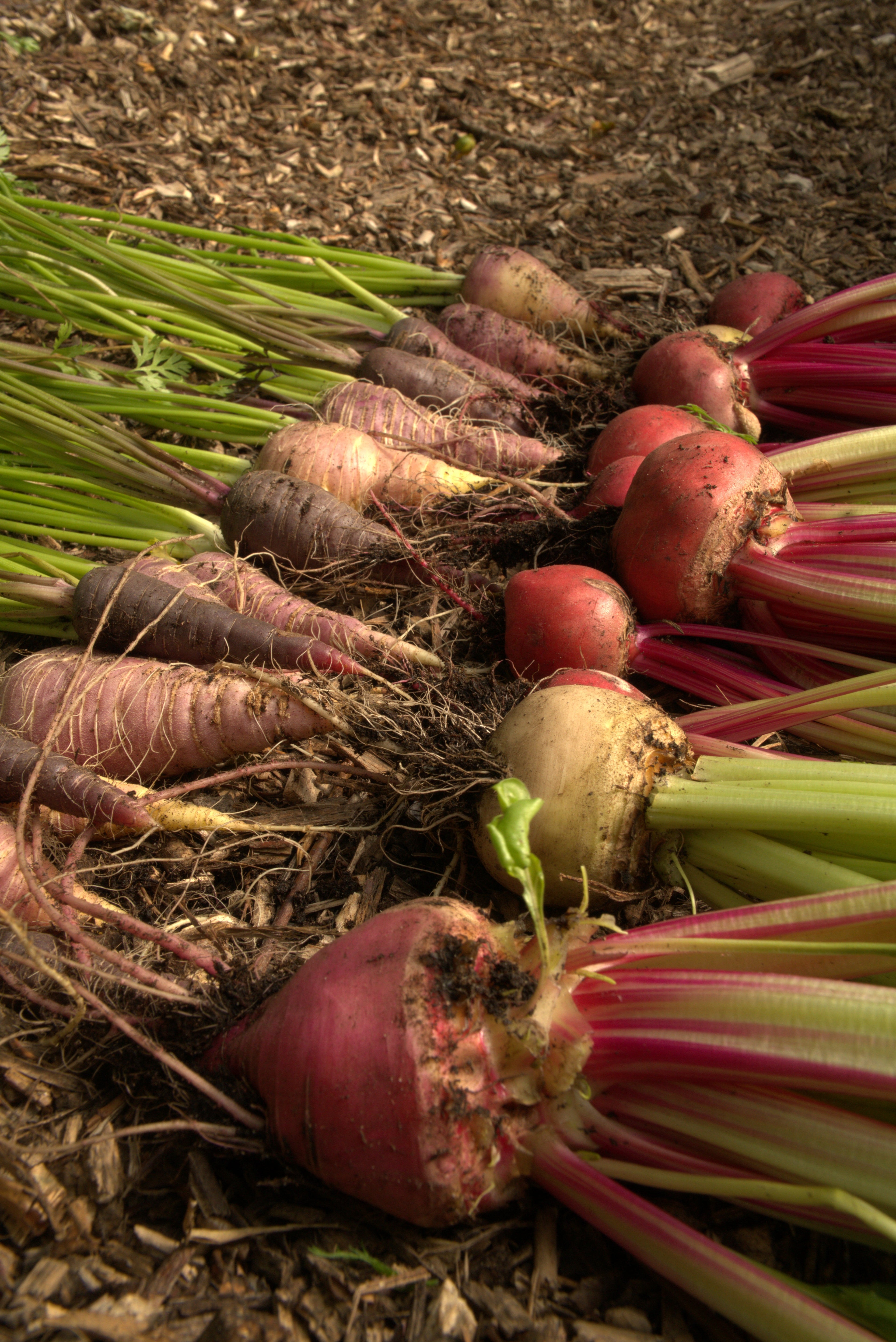 Organic Gardening - envii