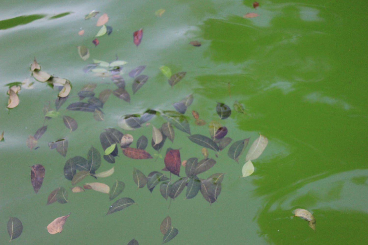 Green Water Treatment - envii