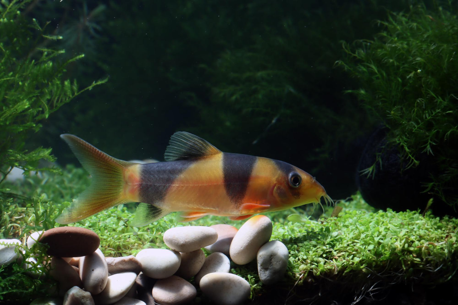 Aquarium Water Quality - envii