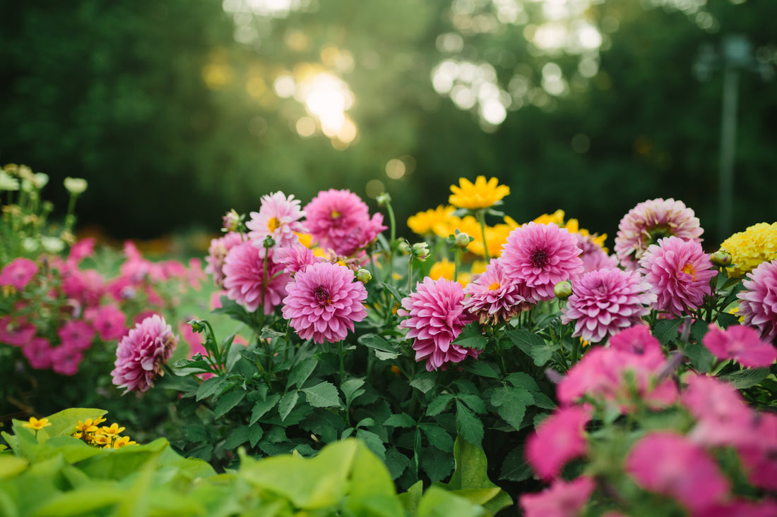 Do Geraniums Come Back Every Year? (And How to Make Sure They Do!) – envii