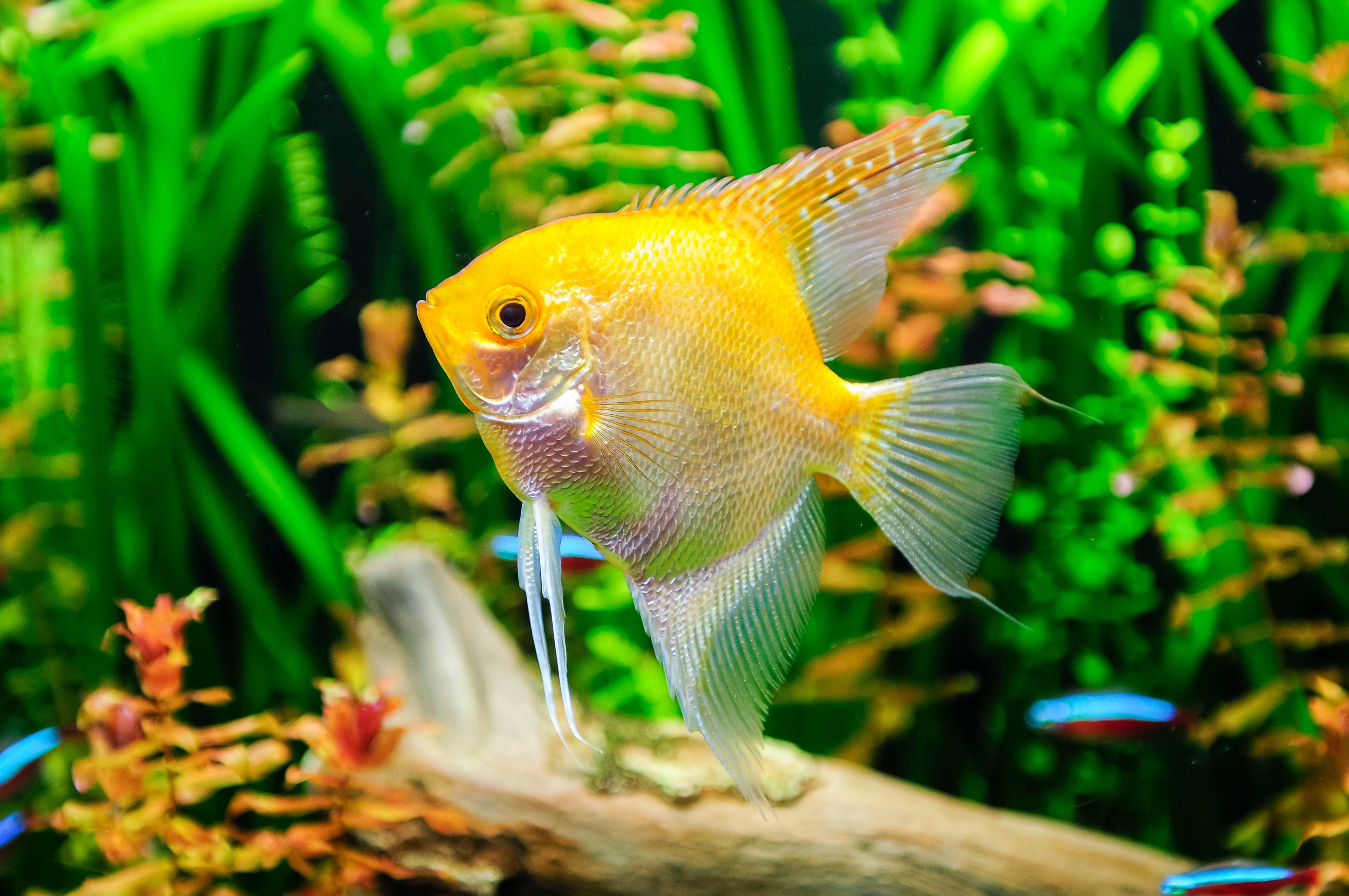 Aquarium Water Clarity - envii