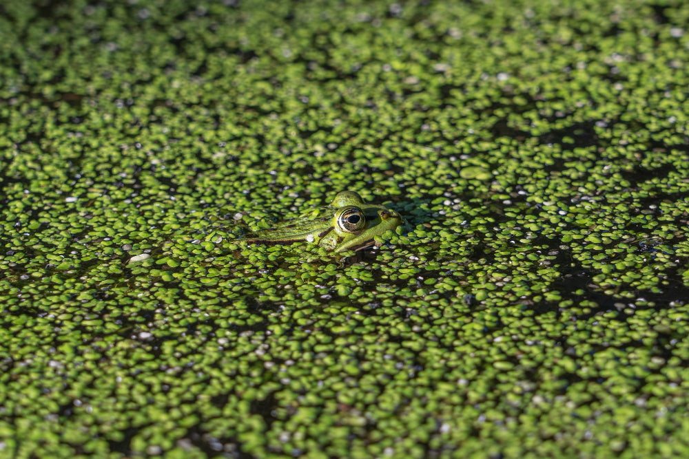 A frogs head just peering out over duckweed