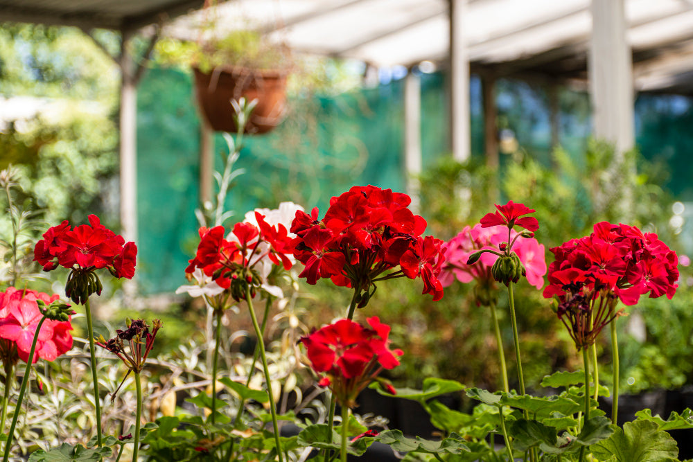 A flower bed of pink, red and white geraniums and perlargoniums