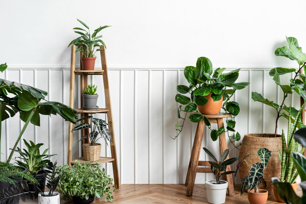 A variety of houseplants on the floor, on tables and on plant stands