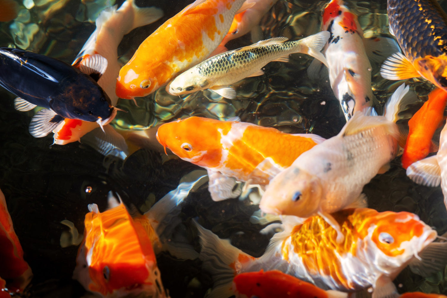 A number of orange and silver Karp swimming in a shallow pond