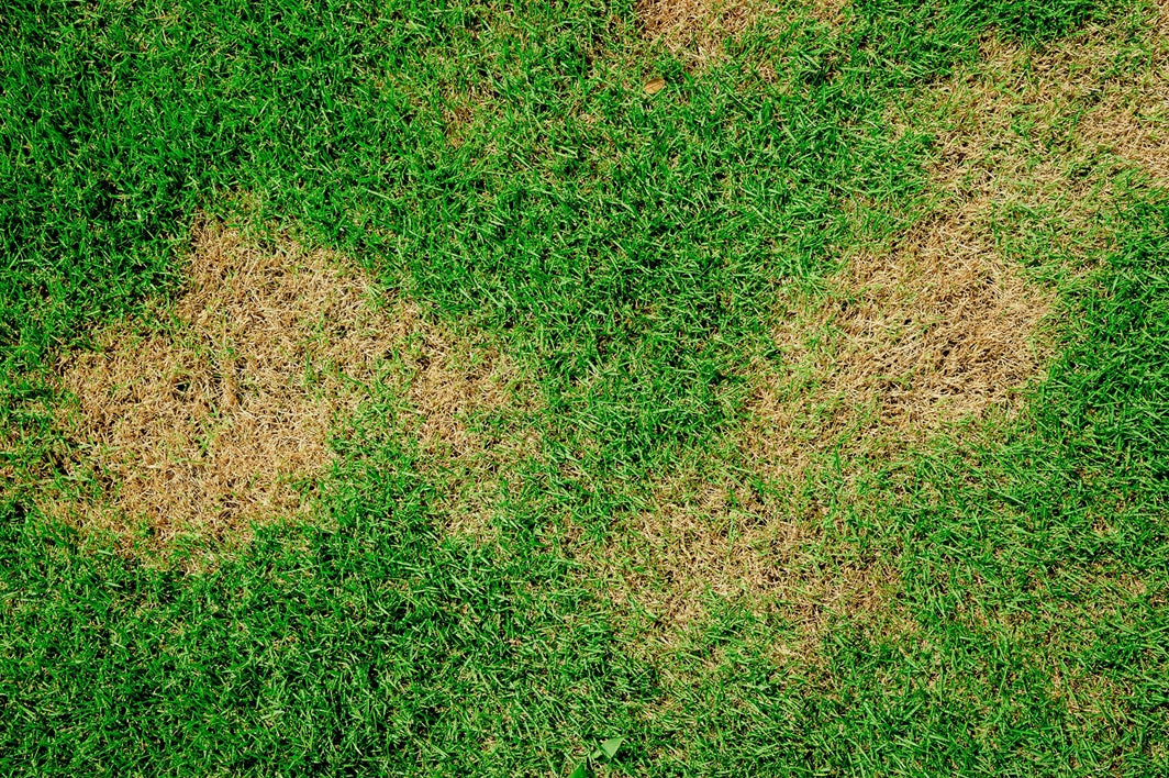 Patches of lawn burn caused by dog urine