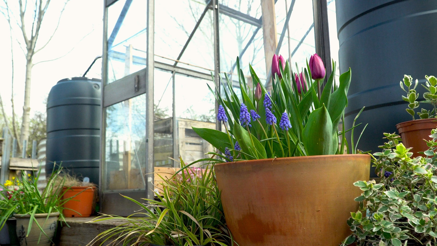 A plant pot full of tulips and bluebells in the forefront, in front of a water butt and greenhouse and other plant pots