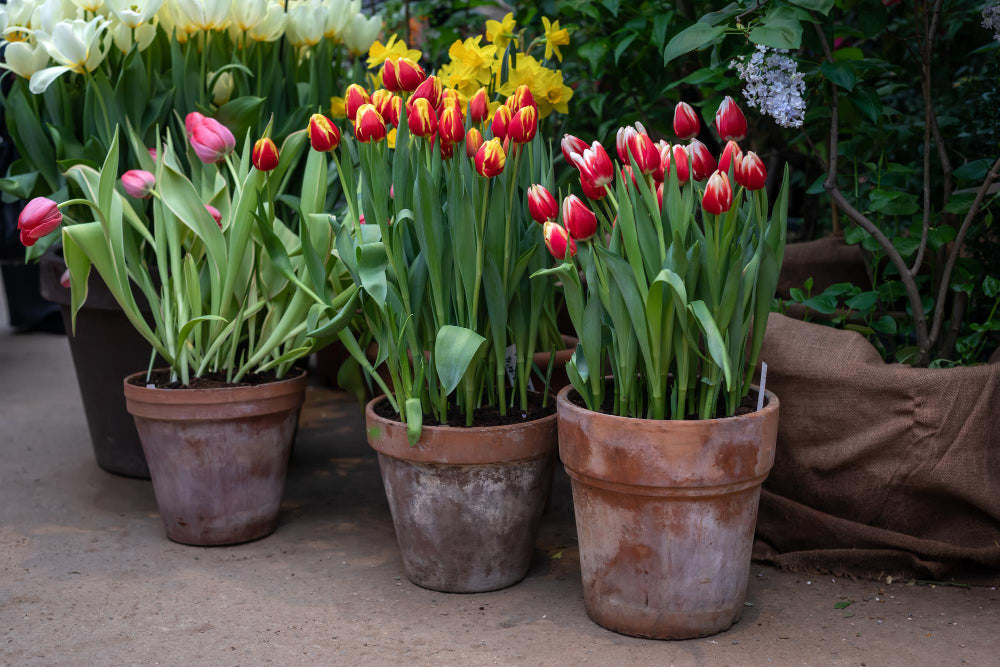 A selection of worn, terracotta pots with tall, red, orange and pink tulips in