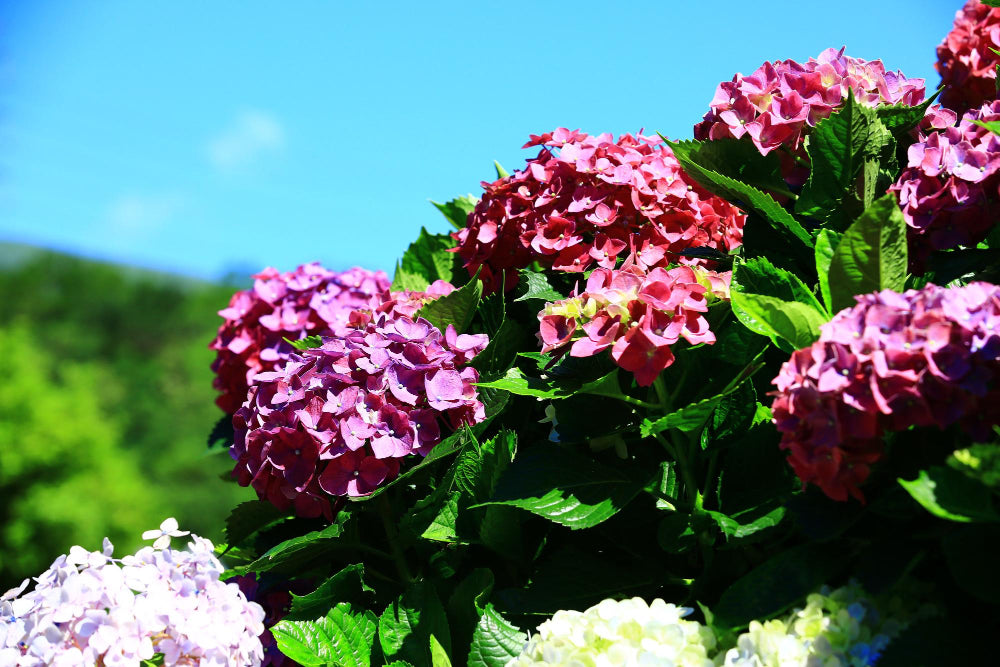 A bright pink hydrangea shrub in full sun against a blue sky