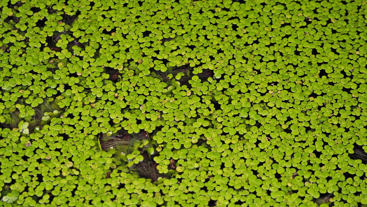 An aerial view of duckweed on the surface of a pond