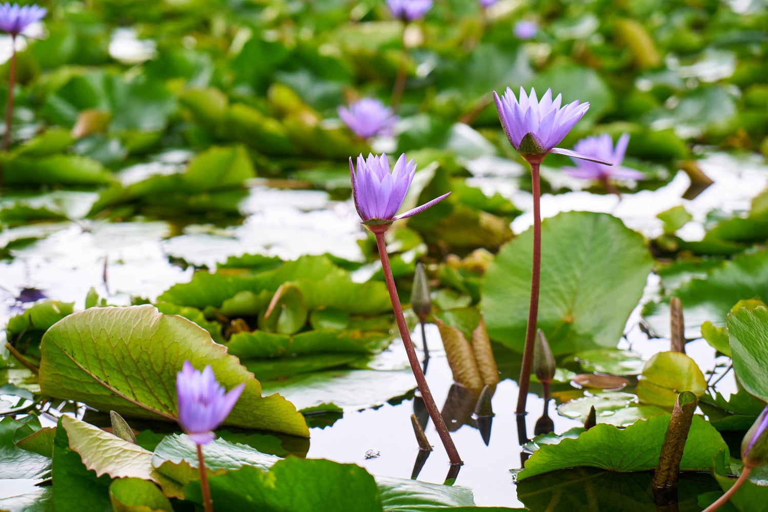 A pond surface of lily pads with some taller purple flowers appearing over the top