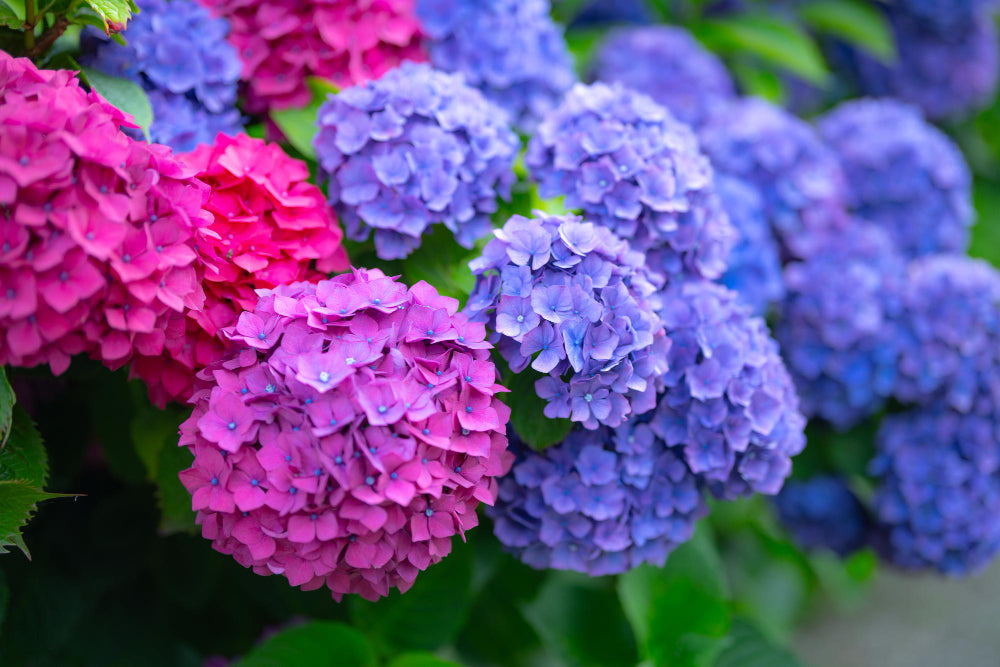 A closeup of vibrant pink and blue hydrangea flowers