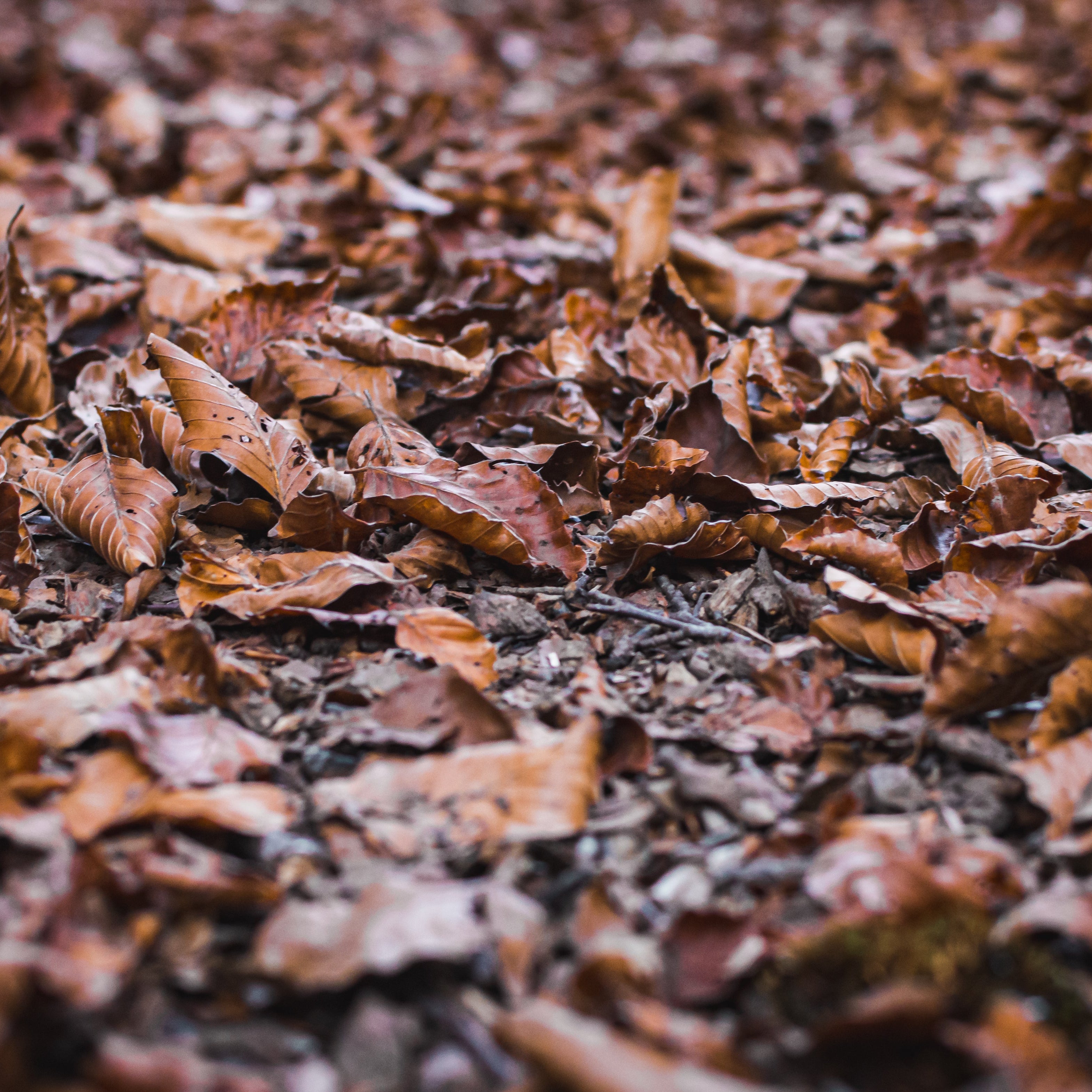 A close up of dead, brown, fallen leaves