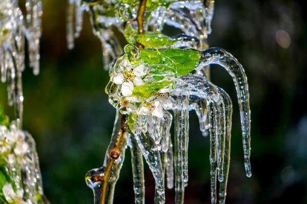 how-cold-weather-affects-plants-envii