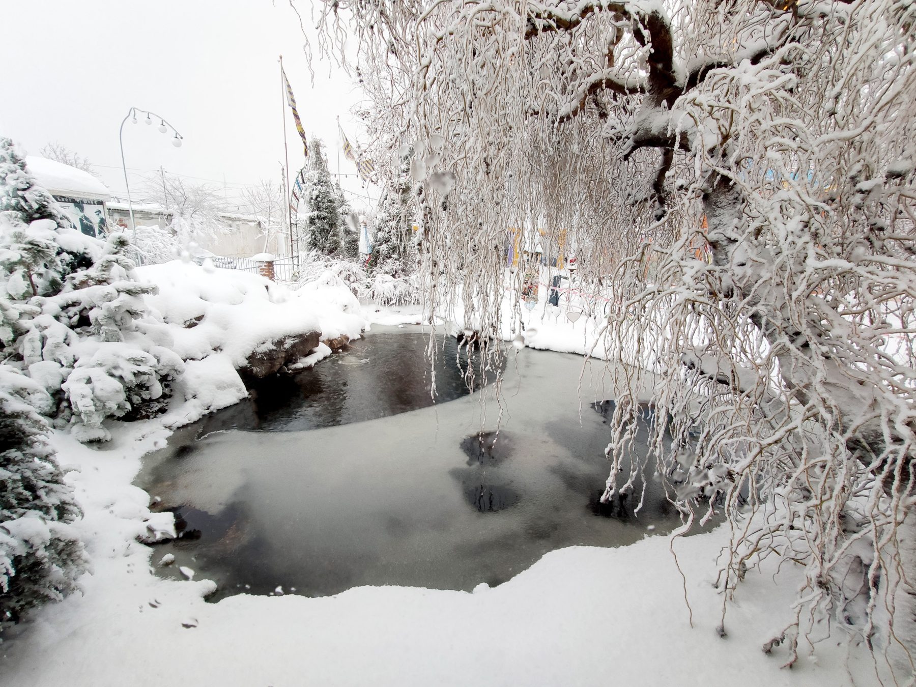 Blanket weed best sale in winter