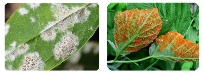 Common Plant Diseases The Ultimate Gardener S Guide Envii