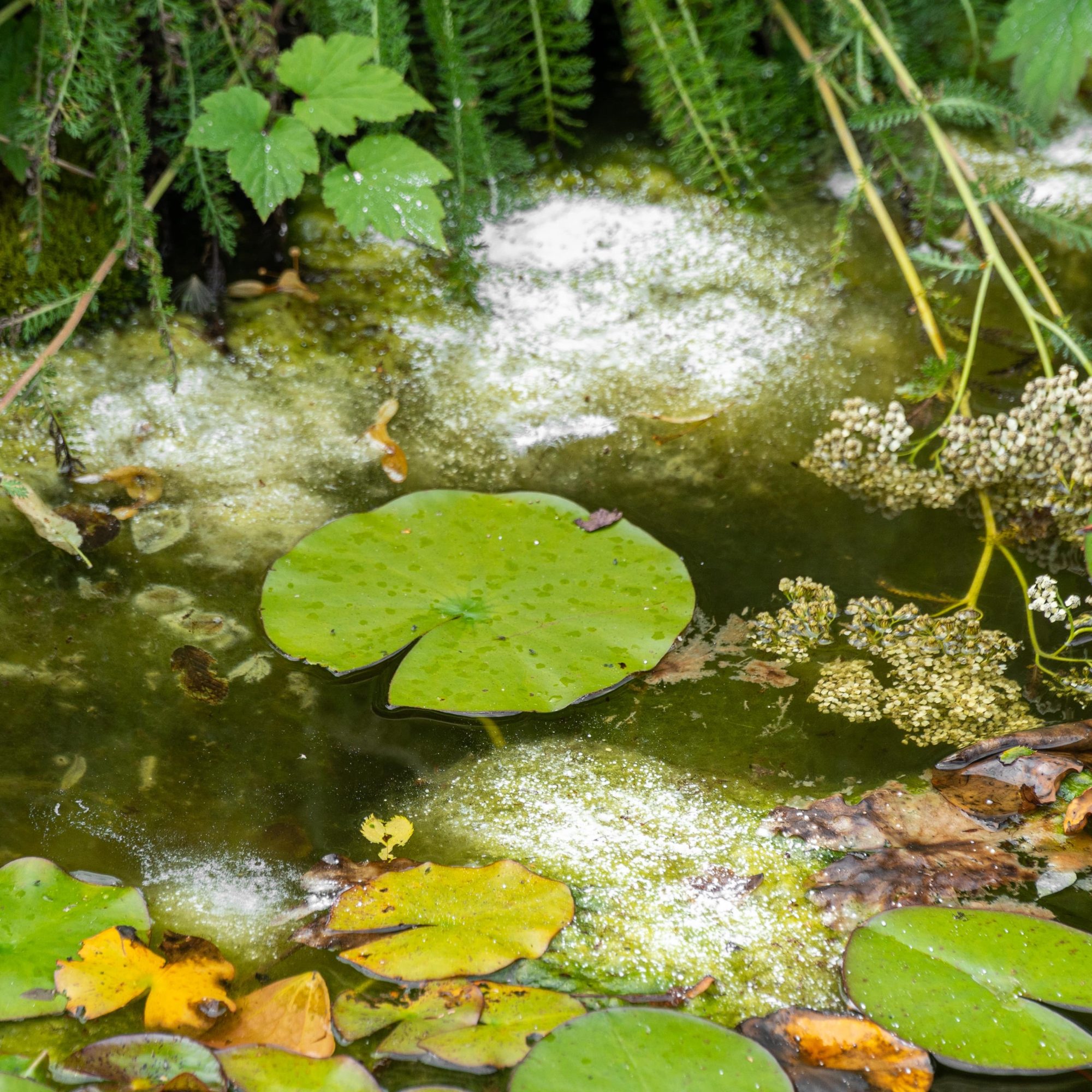 Envii Blanketweed Klear • Floating Blanket Weed Killer • Envii