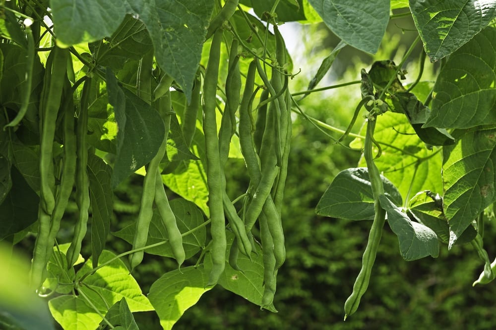 Tips for Growing Runner Beans • Envii