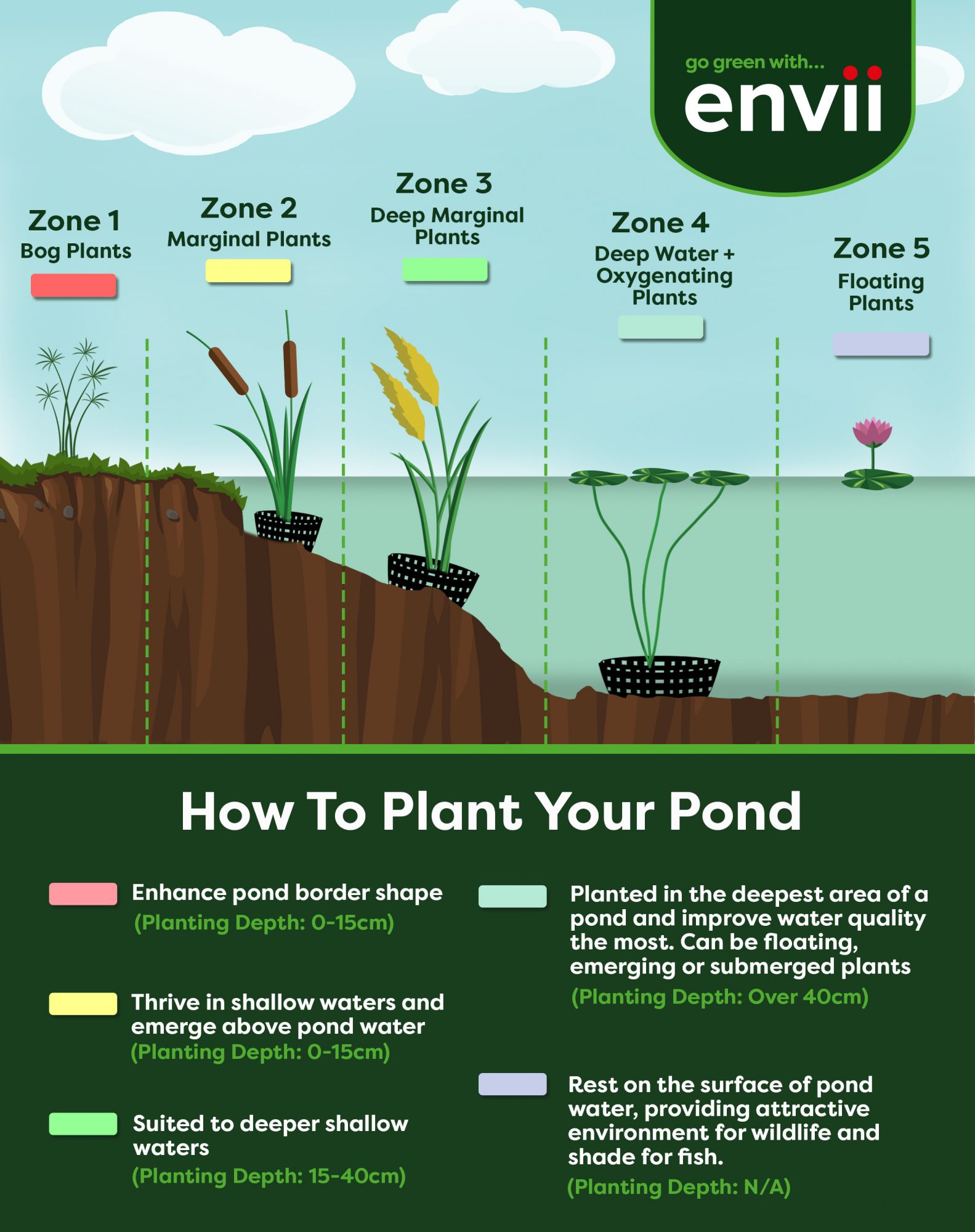 Pond Plants A Beginner S Guide • Envii