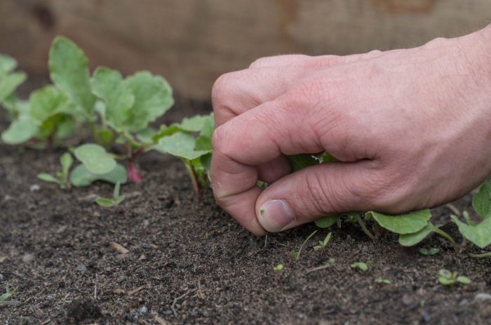 weeding radishes