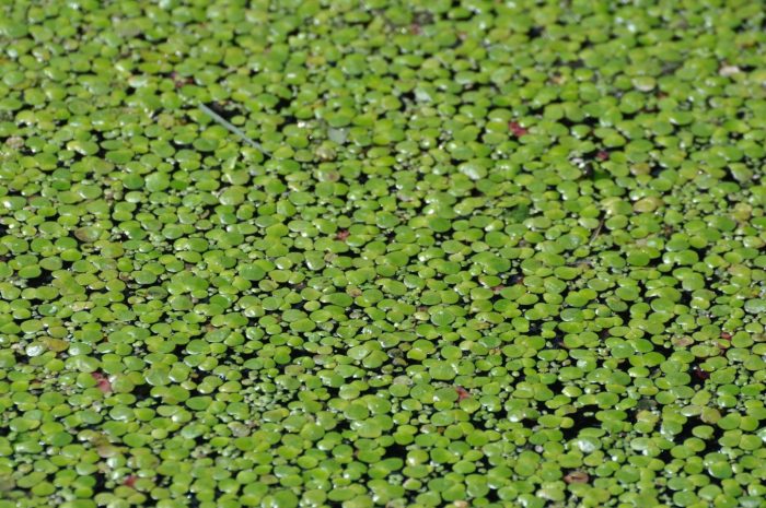 Duckweed: The Ultimate Guide • Envii