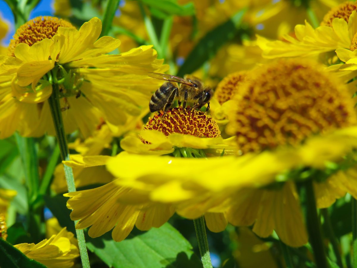 How To Attract Pollinators Into Your Garden • Envii