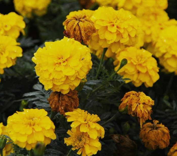 A Guide to Growing Marigolds From Seed • Envii