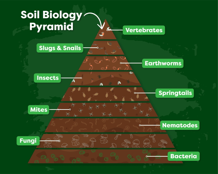 Mycorrhizal Fungi: The Secret To Thriving Plants • Envii