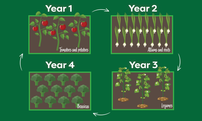 4 year crop rotation chart