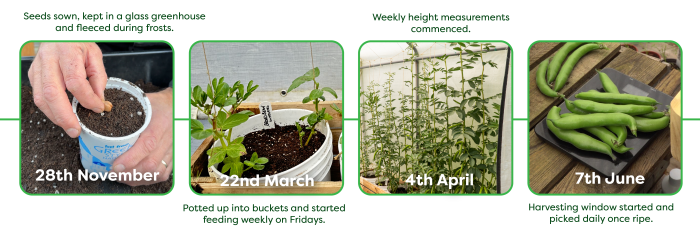 Timeline of the broad bean plants.